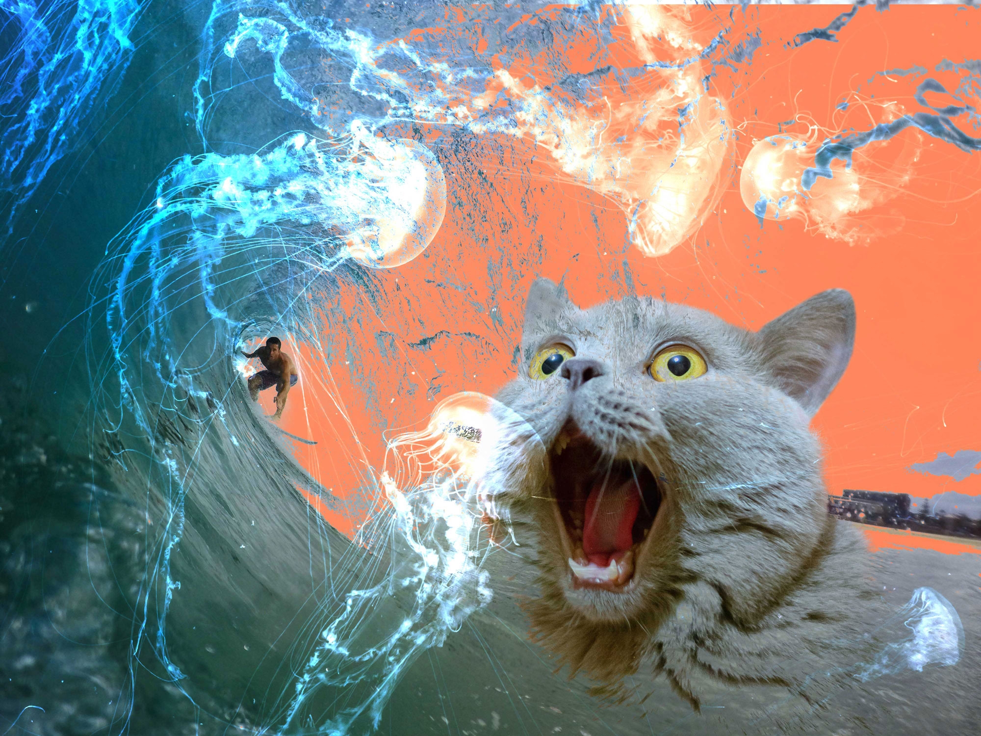 Cat coming out the the waves