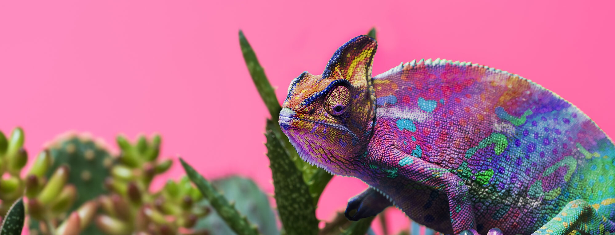 Chameleon colorized in photoshop